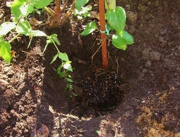 clématite rose fantaisie