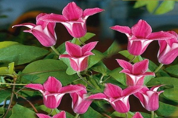 clematis princess diana