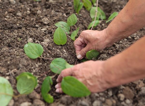 clématite rose fantaisie