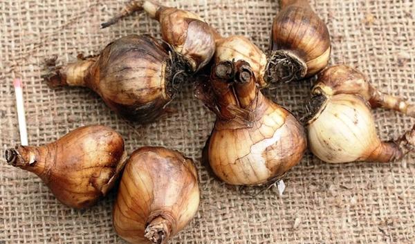 Narzisse Sunny Side Up Zwiebeln