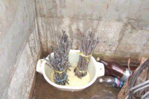 Caractéristiques du stockage des roses au sous-sol en hiver, comment creuser correctement un buisson