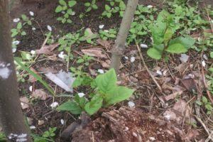 Die besten Methoden, um das Baumwachstum auf der Website loszuwerden