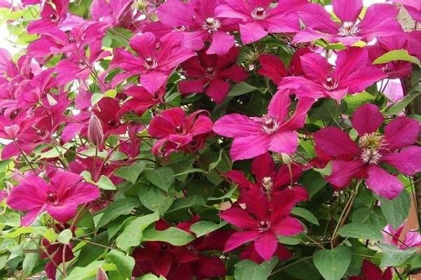 Blume Clematis