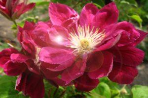 Beschreibung und Feinheiten der wachsenden Clematis-Sorten Red Star