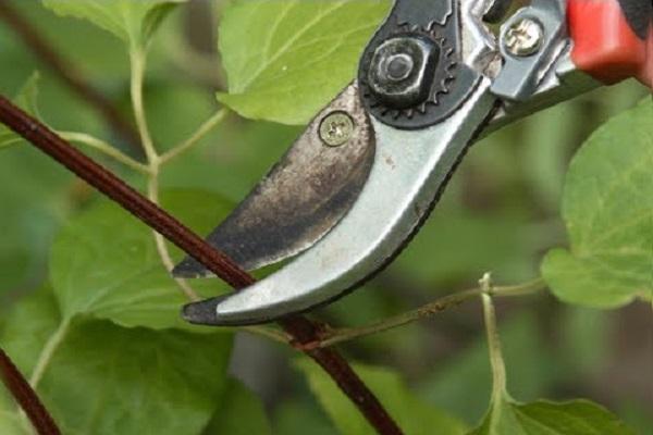 branch pruning