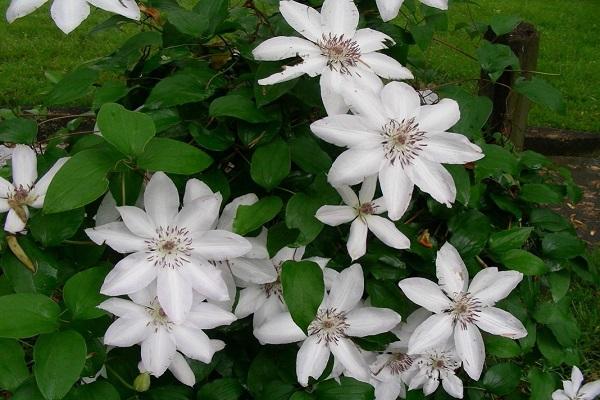 Zhakman's clematis