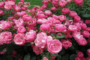 Features and popular varieties of musk roses, subtleties of planting and care