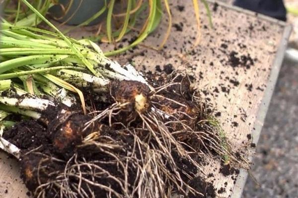 aus dem Garten entfernen