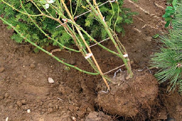 Transfer aus dem Loch