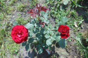 Description of the climbing rose variety Don Juan, planting and care rules