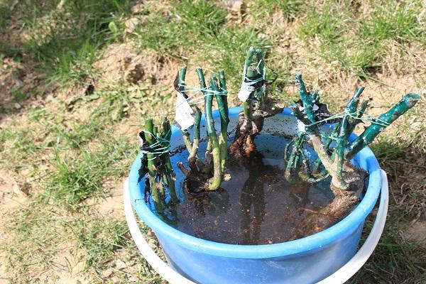 in einem Eimer einweichen