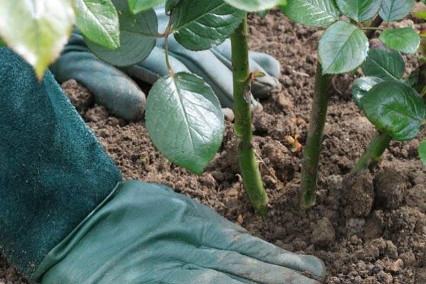 behandschuhte Hände