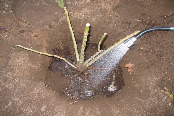 Bewässerung mit Schläuchen