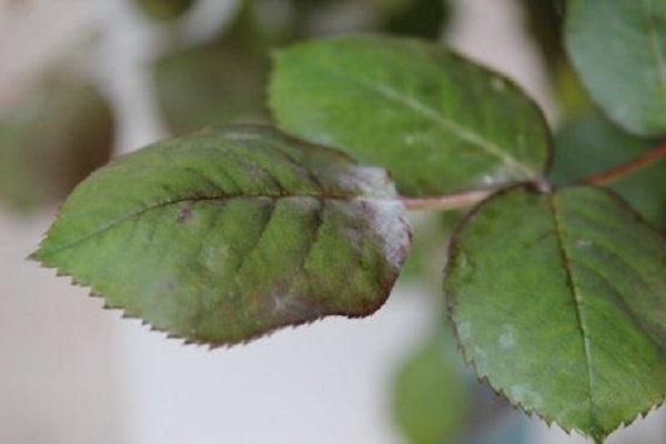 Manifestation von Pilzen