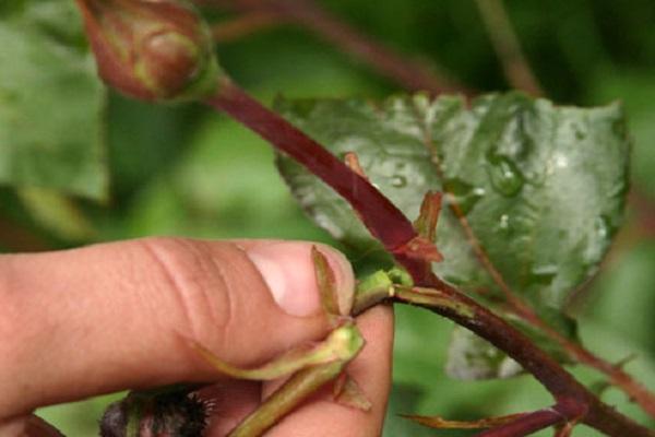 eine Impfung bekommen