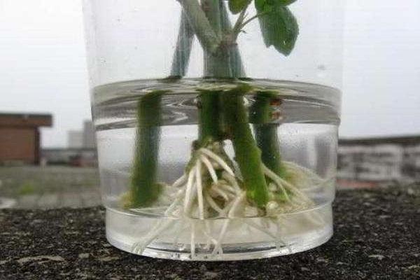 Stecklinge in Schalen