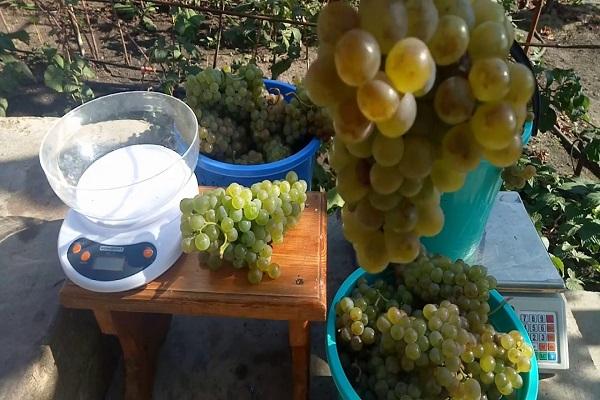 premier-né de maharach