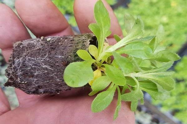 Vorbereitung der Sämlinge