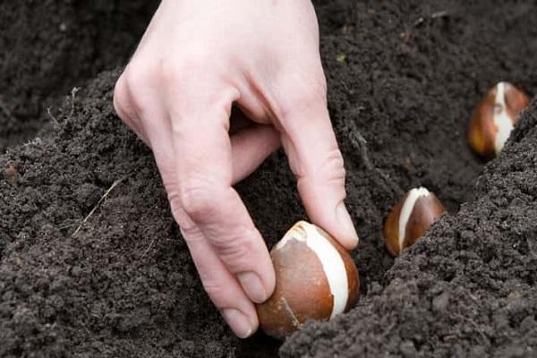 Glühbirnen pro Loch