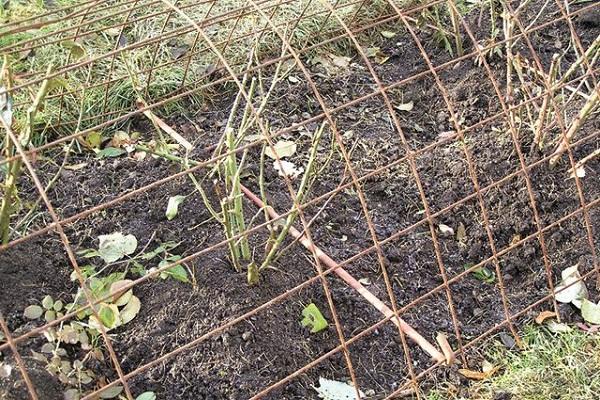 maille sur les fleurs