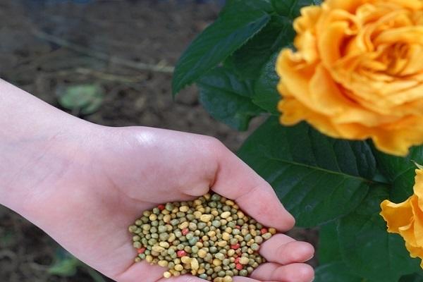 Einführung von Granulat