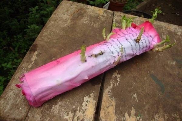 Keimung von Stecklingen