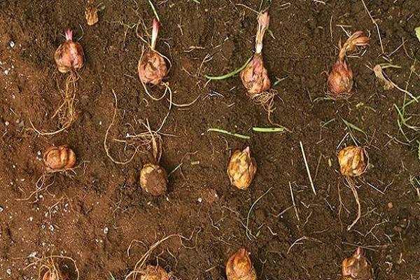 Glühbirnen auf dem Boden