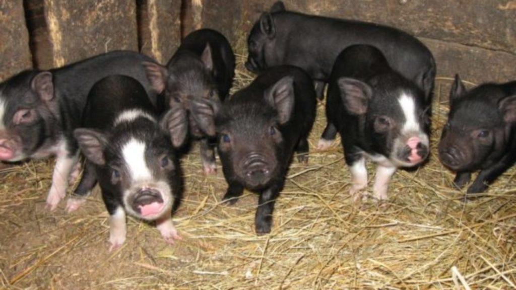 porcelets vietnamiens