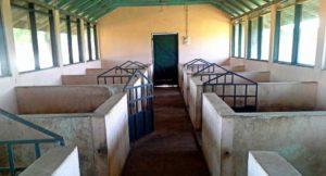 Wie man einen Schweinestall mit eigenen Händen, Ansichten, Zeichnungen und Materialien baut, Schritt für Schritt Anleitung