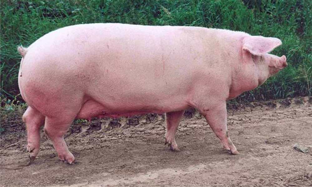 Schweine der Landrasse züchten
