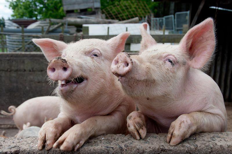 deux petits cochons