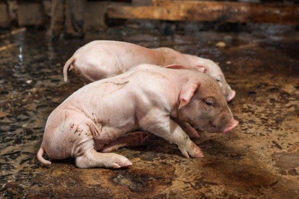 Echinochasmosis of pigs