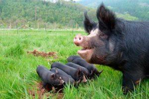 Description and characteristics of black pig breeds, advantages and disadvantages