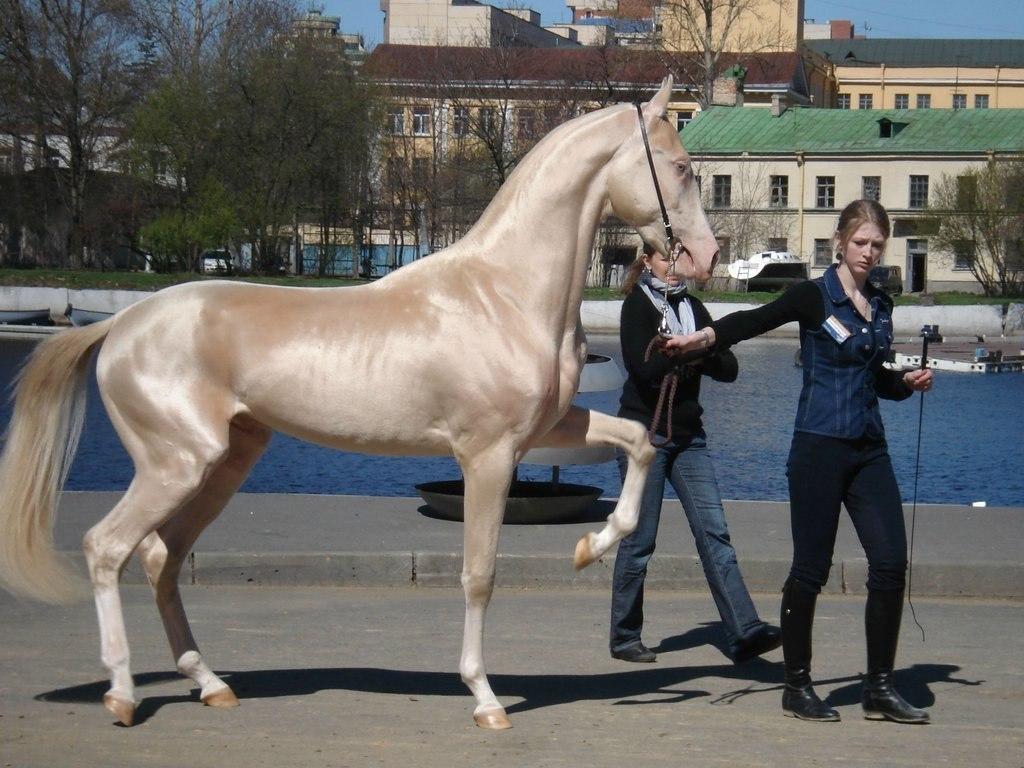 Cheval Akhal-Teke
