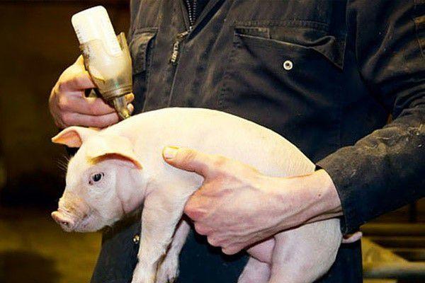 Immunolacton intramuskulär.