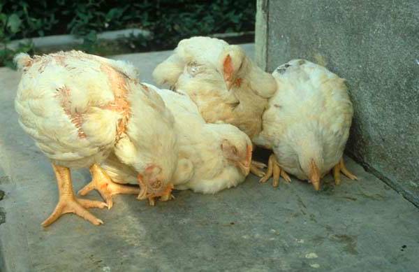 Knémidokose des poulets