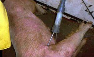 Arten von Lähmern für Schweine und wie man es selbst zu Hause macht