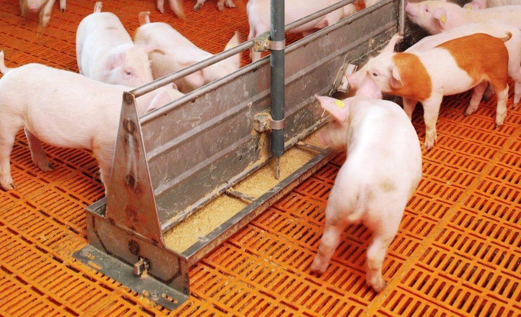 alimentation des porcs