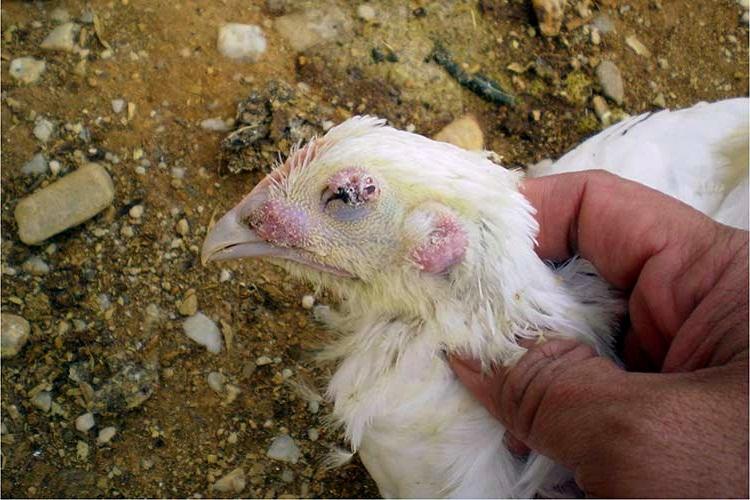 Aspergillose des poulets