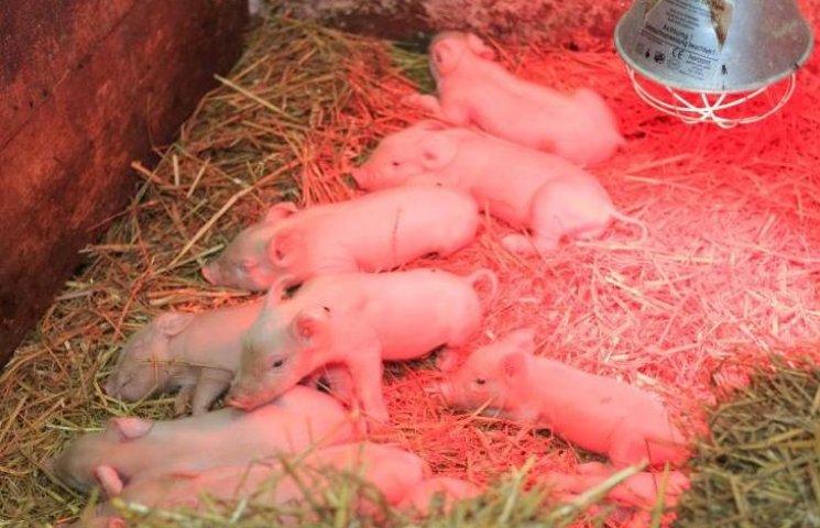 Neugeborenes Schwein