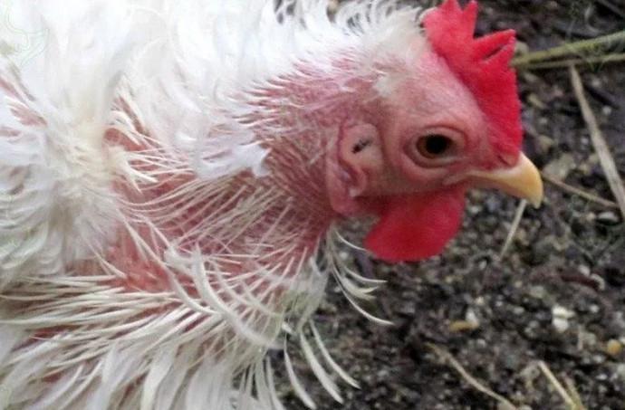 Hühner werden kahl und werden krank