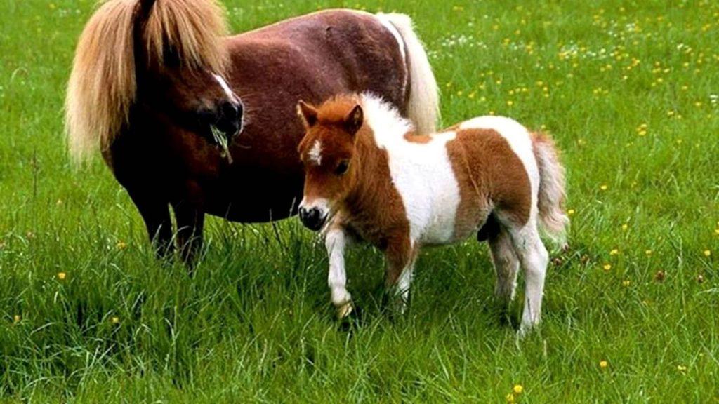 chevaux de race Falabella