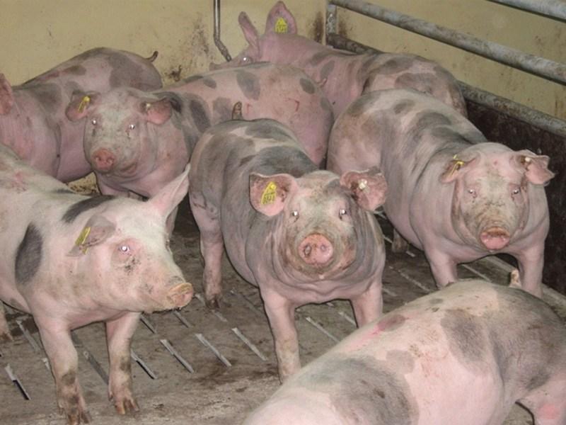 viele Schweine