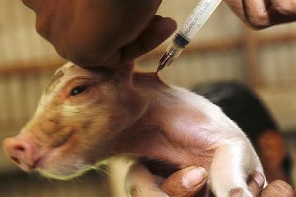 Injektion von Ferkeln