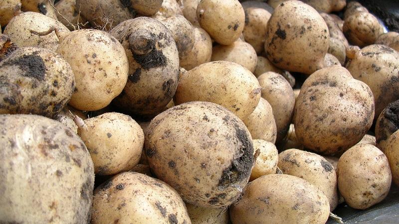 ripe potatoes