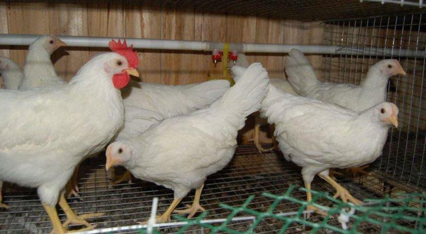 Leghorn pygmée à 33 description