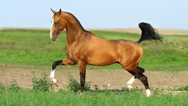 Akhal-Teke horse