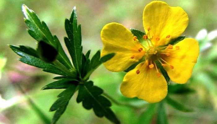 erect cinquefoil