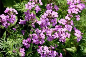 Beschreibung und Reproduktion einer Blume Moonwalker, Pflanzen und Pflege