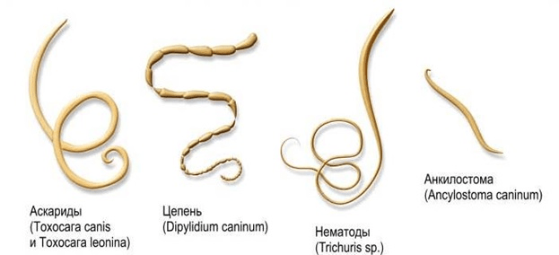 verschiedene Würmer